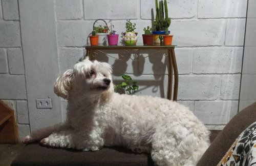 Chalé Refúgio dos Aventureiros Mata Atlântica - Foto 12