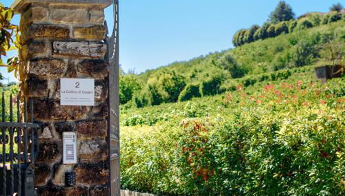 La Collina di Cesare - Foto 2