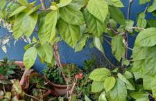 Casa Maricolilla - Foto 37