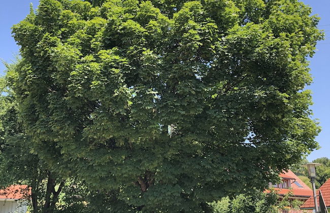 Pia's Nature Retreat - Foto 1