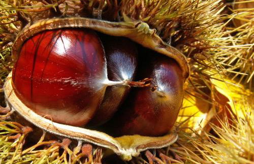 les 3 mesanges - Foto 14