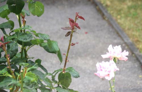 GraceHomes - Garage, Ventilator, Free Coffee, Airport, Messe, Stuttgart, WiFi up to 6 Guests - Foto 18