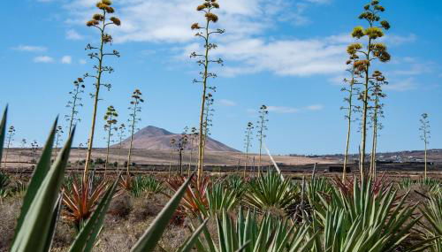 Casa Cactus - Foto 2