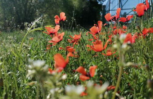 Weidmannsruh Natur pur - exklusives Tiny house - Foto 23