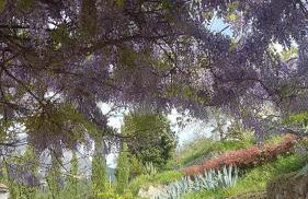 Ancient estate "Il Trignano" - Foto 9