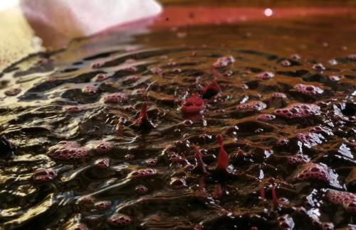 Cocon des vignes du Domaine Ansodelles - Foto 15