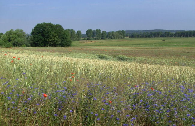 Comfortable holiday house near Lake Kummerow - Foto 32