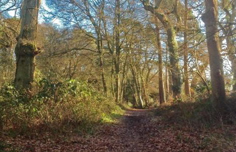 Criddlestyle Cottage - 5 bedroom New Forest Holiday Home - Foto 40