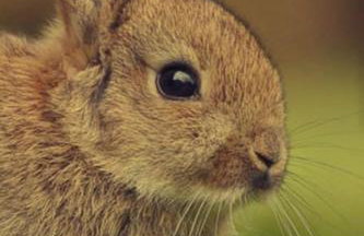 Somerleyton Meadows - Somerley House plus Hut & Hot Tub - Foto 16