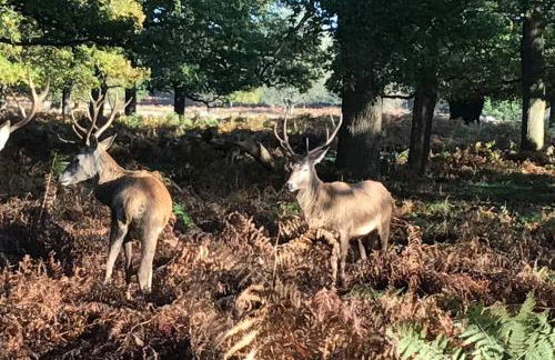 Stags View,Unique eco cabin, Dartmoor views - Foto 33