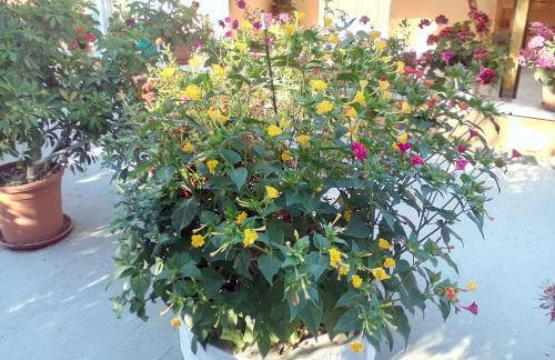 Marika Garden Studios - Foto 10