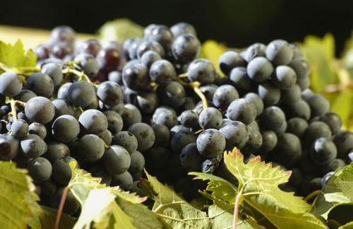 Agriturismo Campesi casale tra le vigne - Photo 35