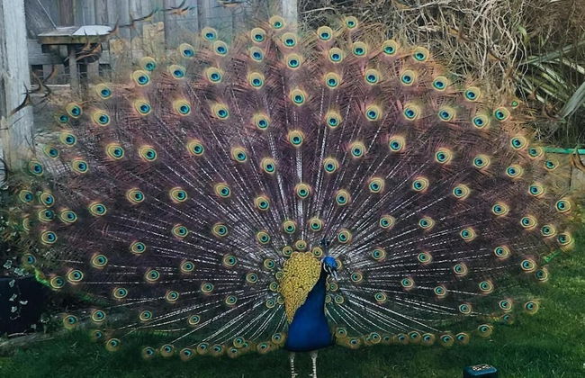 Atlantic Cottages - Foto 40