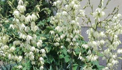 Ferienwohnung Niklas - Foto 3