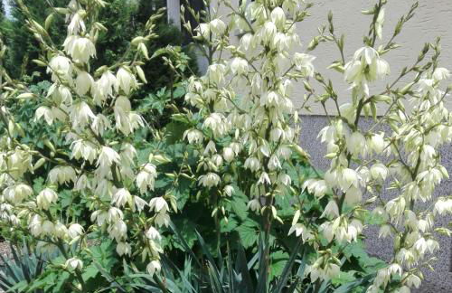 Ferienwohnung Niklas - Foto 3