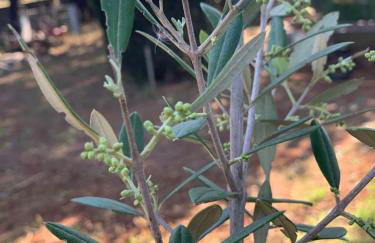 CASALE SOFIA E MARIAGIULIA - Foto 14