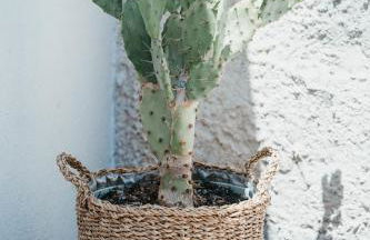 Love & Sunsets Suite - Foto 28