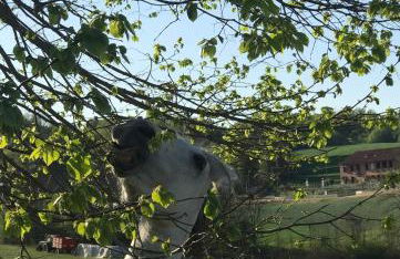 Appartamento in cascina -la cascinetta di Ali- - Foto 36