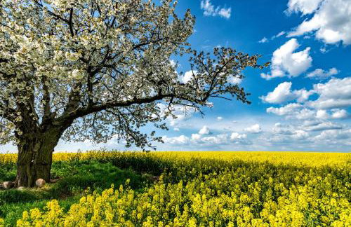 Cityappartement am Kirschberg - Foto 33