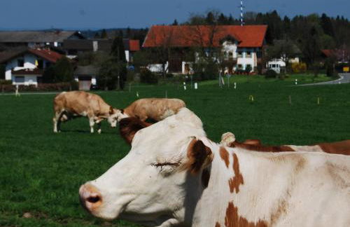 Auf'm Reifnhof - Foto 17