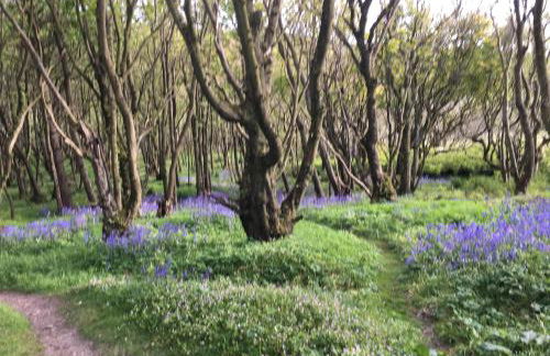 8 Jib Park, Orkney Islands - Photo 29