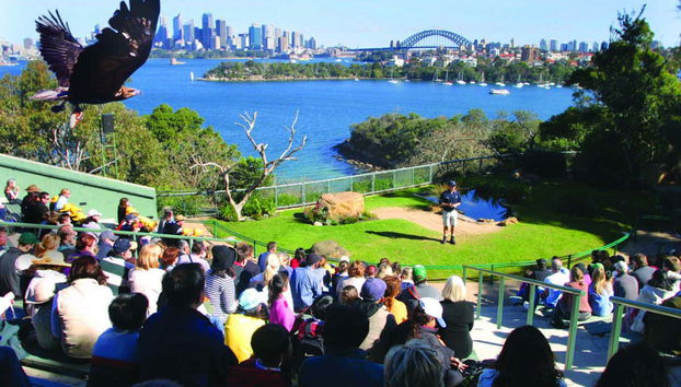 Spettacolo degli uccelli