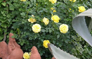 Podere il Giurato - Foto 53