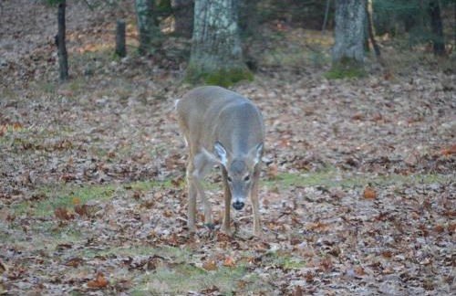 Quiet Lakeside Cabin Rental for Families just Outside of Minocqua, Wisconsin - Foto 22