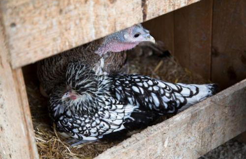 Agriturismo Il Borgo - Foto 22