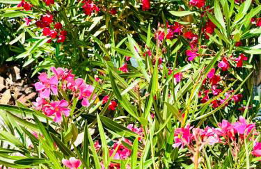 Casa lucía - Foto 18