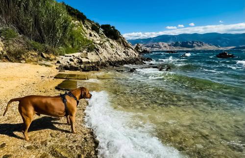 Mila's pet friendly holiday house with private beach place and sunbeds included - Photo 20