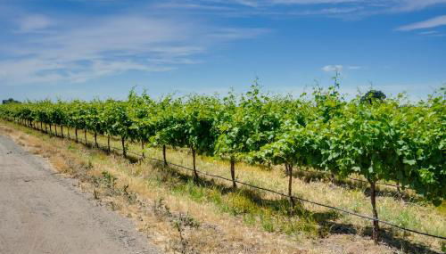 Charming Lodi Retreat Walk to Local Wineries - Foto 3