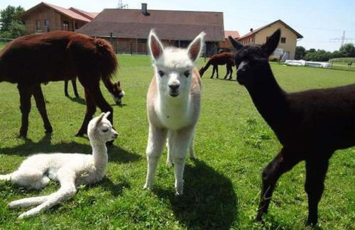 Niedergerner Alpaka Ranch - Foto 11