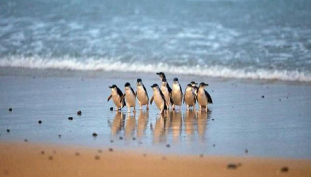 Discover Phillip Island - Full-Day Tour - Photo 3