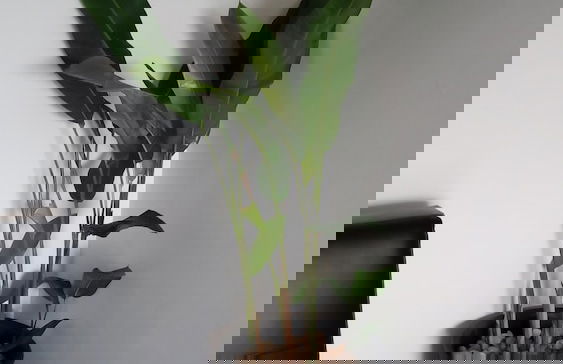 Luang Prabang Serviced Apartment - Foto 17