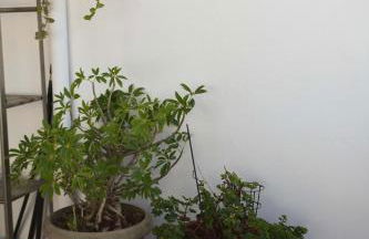 Terraço da Boavista - Photo 31