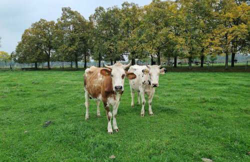 Das alte Herrenhaus auf dem Bio-Bauernhof - Foto 17