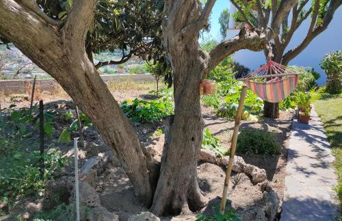 Il giardino - Foto 9