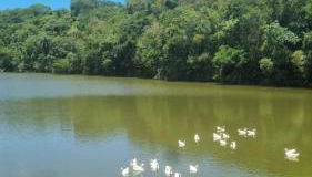 Canto dos Passaros - Foto 3