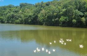 Canto dos Passaros - Foto 3