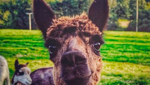 Great Lilly Cottage - Foto 3