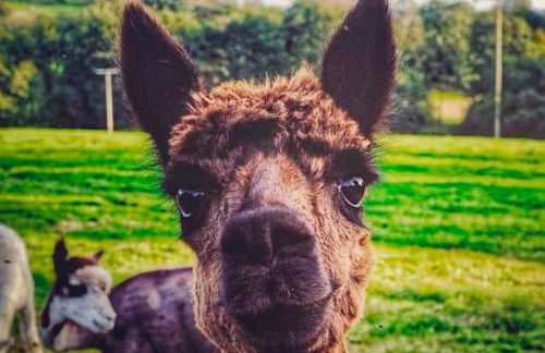 Great Lilly Cottage - Foto 3