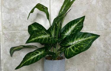 Sleeps 3, Casa Tropical in Miami - Foto 17