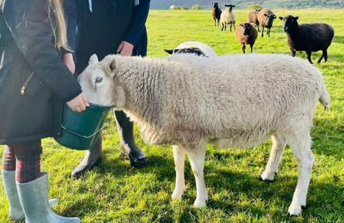 Spacious Cottage - Sleeps 4 - in the Black Mountains - Photo 32