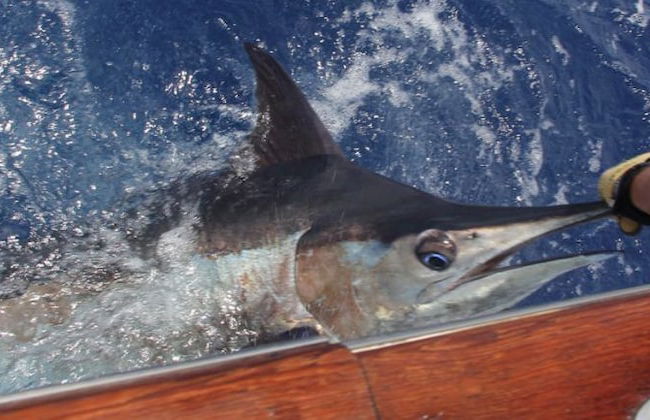 Luxury Cap Cana Apartment - Foto 20