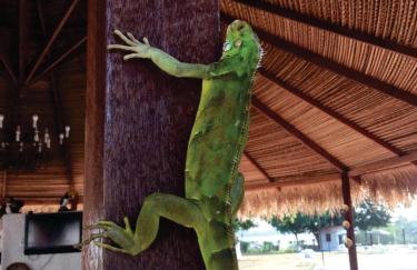 Pousada Marajoara- Hotel Fazenda-Turismo de Aventura - Photo 17