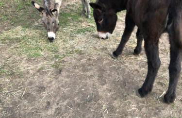 U MANDARINU - Foto 21