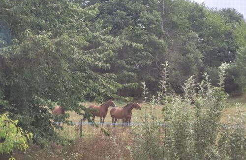 Ferienwohnung Zum Märchenwald - Foto 45
