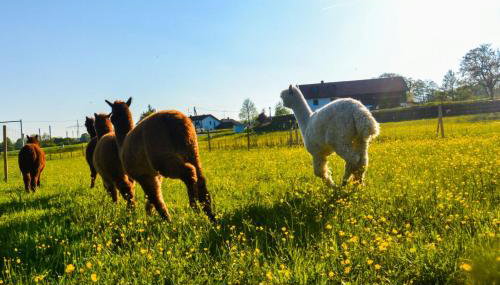 Niedergerner Alpaka Ranch - Foto 5