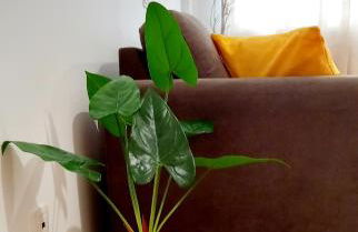 GreenHouse - Foto 29